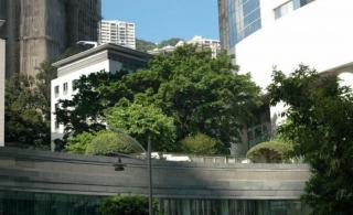 香港：最贵的一棵树