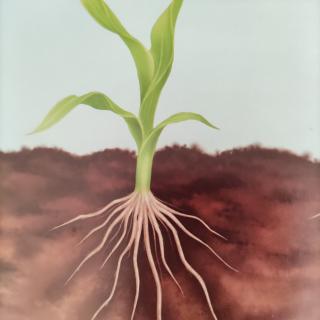 植物的命脉-根
