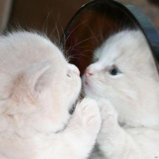 睡前故事 镜子里的小猫