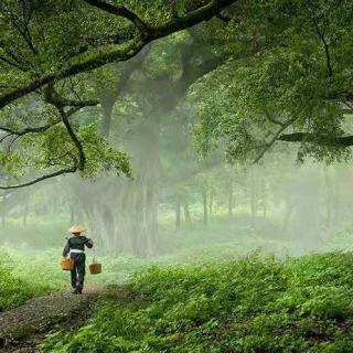 故乡的雨