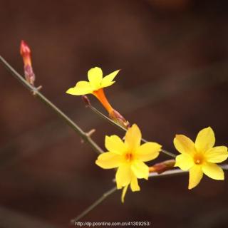 迎春花（诵读：临风）