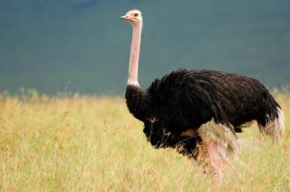 The  Ostrich