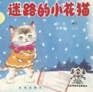 迷路的小花猫