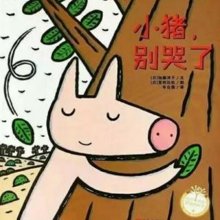 小猪，别哭了🐷