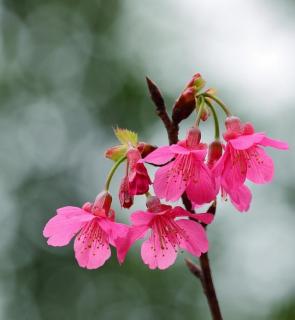 花香  孤独冷狐