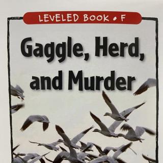 RAZ LevelF 210 - Gaggle,Herd,and Murder