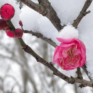 《寒梅傲雪》文/修身