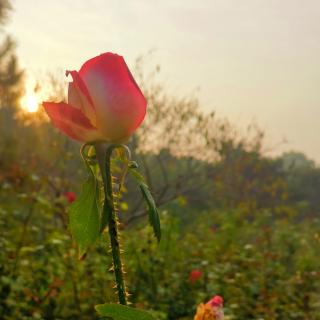《心中的眷恋是永远的玫瑰》作者：涵嫣