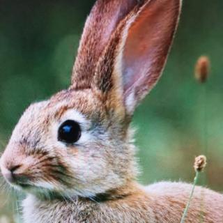 hare or rabbit