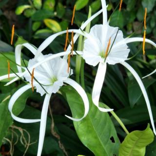 琼芳玉雨《烤荸荠》秋风咏叹调