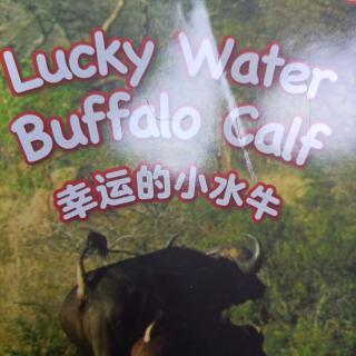 Lucky Water Buffalo Calf