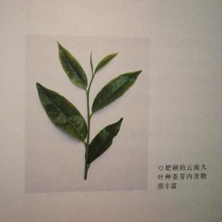 熟茶发酵的优质原料——云南大叶种