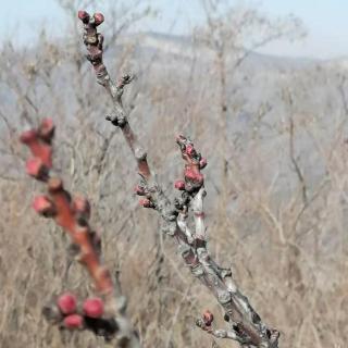 高华《追梦前行诗韵桃李》湘茹故