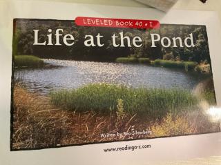 Life at the Pond