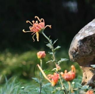 紫芸樱：《我是秋天最后的花朵》