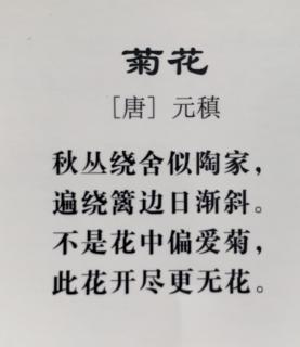 《菊花 》［唐 ］一一元稹