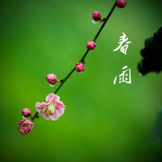 《吟唱春雨》杨保军