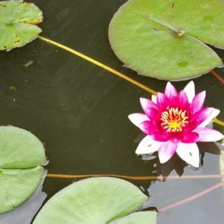 《我愿意》  作者/雨中的紫荆花