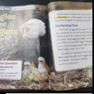 3.2 Eagles and Eaglets