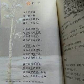 11.白桦