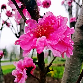 《三月的温暖，三月的花花》作者：碑林路人