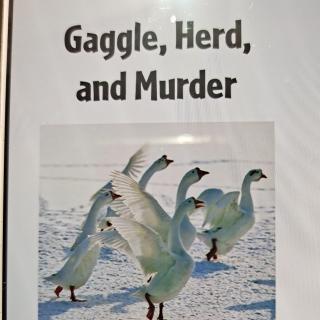 Gaggle,Herd,and Murder