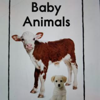 《Baby Animals》改进版