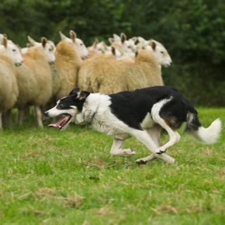 小狗丹尼尔96：牧羊犬卷卷毛丨动物西游