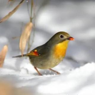 雪鸟🐦一直在找你