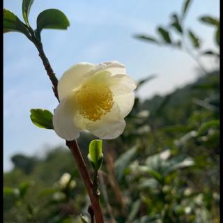 《小青蟹回来了》