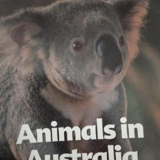 Animals In Australia