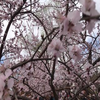 《三月的温暖，三月的花》---作者：碑林路人（20210306）