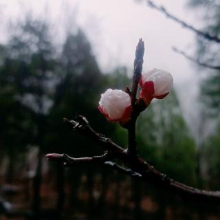 三月，与春雨对话