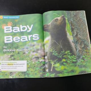 3.8 Baby Bears