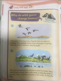 why do wild geese change homes?