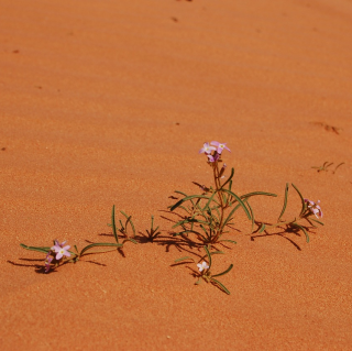 A Beautiful Flower