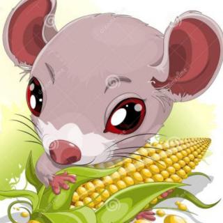 《小老鼠种玉米》