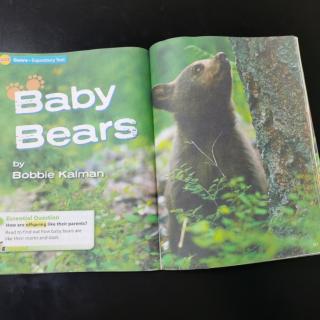 3.9 Baby Bears