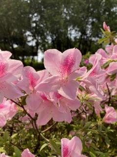 心田上的百合花开