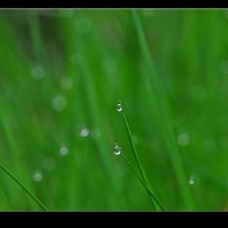 春雨