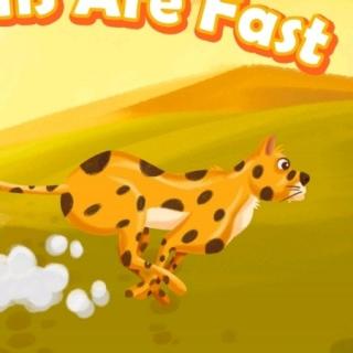 cheetahs are fast