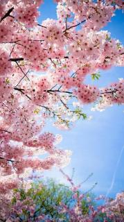 《春风含笑柳如烟，正是人间三月天》（来自FM177473157）