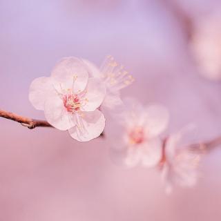【 生活 |  三月桃花，藏着爱情的秘密 】