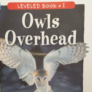 Owls overhead