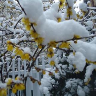 《在一片雪花的火焰里取暖》作者 王芳闻 朗诵 琴海之中