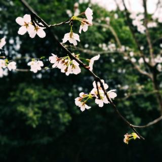 《写在惊蛰》王颖，朗诵有一天