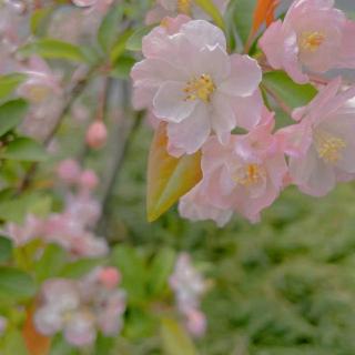 【  樱花雨   】