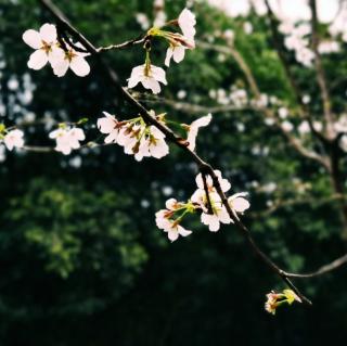 《念奴娇•记三八节清凉山踏青》