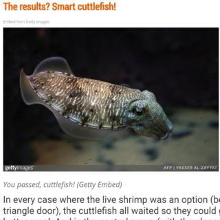 【儿童英语新闻】cuttlefish  Marshmallow test