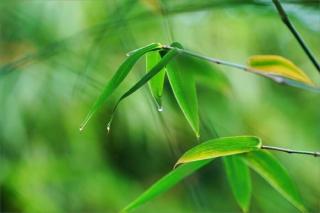 巫娜 侯长青 茶香竹林